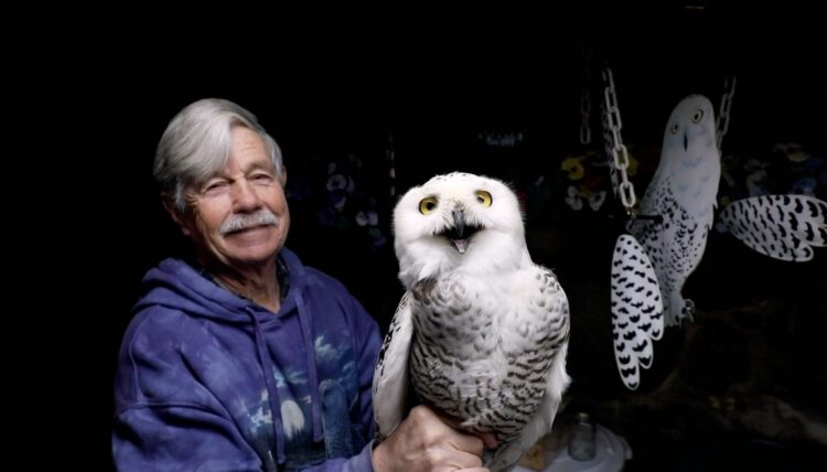 Since 1981, One Man Has Relocated Almost 1,000 Snowy Owls from Logan Airport — Colossal